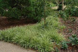 Attēlu rezultāti vaicājumam “Carex scandinavica”