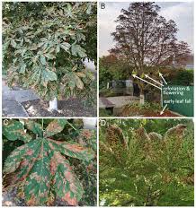 Attēlu rezultāti vaicājumam “Cribraria oregana stalked”