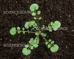 Attēlu rezultāti vaicājumam “Hemitrichia karstenii young”