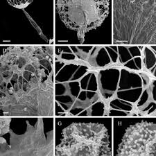Attēlu rezultāti vaicājumam “Cribraria languescens spores”