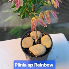 Attēlu rezultāti vaicājumam “Carex arenaria  fruit”