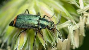 Attēlu rezultāti vaicājumam “Malachius bipustulatus”