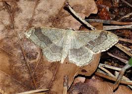 Attēlu rezultāti vaicājumam “Idaea aversata”