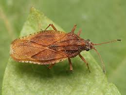 Attēlu rezultāti vaicājumam “Physatocheila smreczynskii”