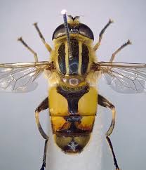 Attēlu rezultāti vaicājumam “Helophilus hybridus male”