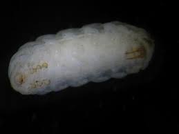 Attēlu rezultāti vaicājumam “Leiodidae larva”