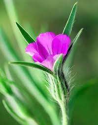 Image result for Agrostemma githago