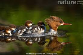 Attēlu rezultāti vaicājumam “Mergus merganser female”