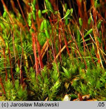 Attēlu rezultāti vaicājumam “Pohlia nutans”