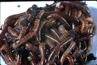 NRCS - Soil Quality / Soil Health - Soil Biology Primer - Earthworms