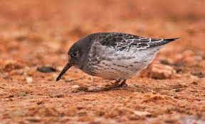 Attēlu rezultāti vaicājumam “Calidris maritima”