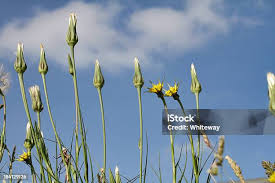 Image result for Tragopogon pratensis