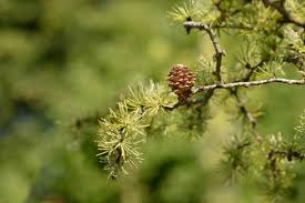 Attēlu rezultāti vaicājumam “Larix kaempferi leaf”
