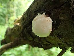 Attēlu rezultāti vaicājumam “Reticularia lycoperdon young”