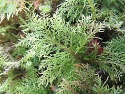 Attēlu rezultāti vaicājumam “Thuidium”