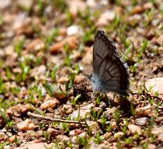 Attēlu rezultāti vaicājumam “Lycogala alisaulianovae macro”