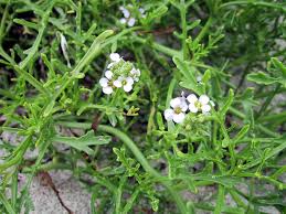 Attēlu rezultāti vaicājumam “Cakile maritima subsp. baltica flower”