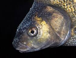 Image result for Abramis brama