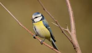 Attēlu rezultāti vaicājumam “Cyanistes caeruleus adult”