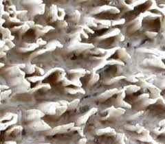 Attēlu rezultāti vaicājumam “Irpex lacteus”