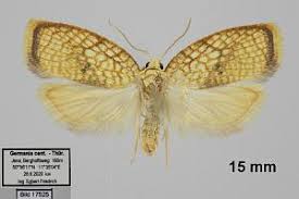 Attēlu rezultāti vaicājumam “Acleris forsskaleana”