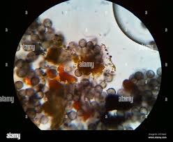 Attēlu rezultāti vaicājumam “Physarum psittacinum spores”
