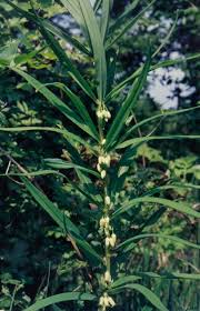 Attēlu rezultāti vaicājumam “Polygonatum verticillatum bud”