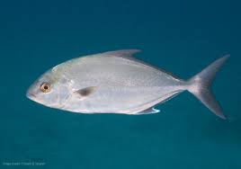 Image result for Archosargus rhomboidalis