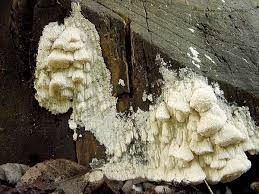 Attēlu rezultāti vaicājumam “Antrodia albida”