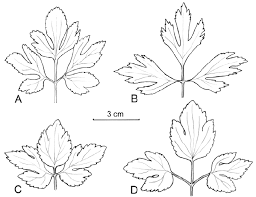 Attēlu rezultāti vaicājumam “Ranunculus elatior leaf”