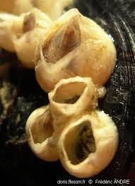 Attēlu rezultāti vaicājumam “Balanus improvisus”