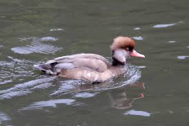 Image result for Netta rufina