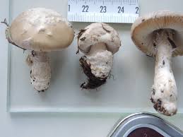 Attēlu rezultāti vaicājumam “Amaurochaete fusiformis”