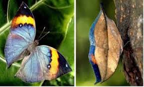 Image result for Papilionoidea
