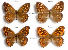 Attēlu rezultāti vaicājumam “Pararge aegeria”