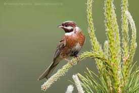 Image result for Emberiza leucocephalos