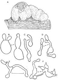 Attēlu rezultāti vaicājumam “Phleogena faginea sessile”
