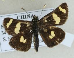 Attēlu rezultāti vaicājumam “Carterocephalus silvicolus”