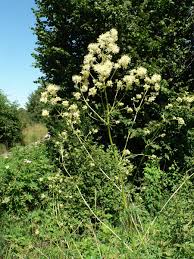 Attēlu rezultāti vaicājumam “Thalictrum lucidum”