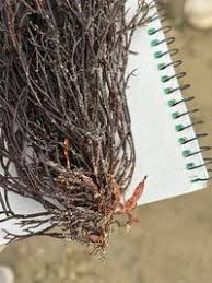 Attēlu rezultāti vaicājumam “Furcellaria lumbricalis”