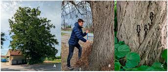 Attēlu rezultāti vaicājumam “Mycosphaerella millegrana”