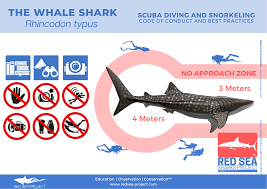 Image result for Rhincodon typus