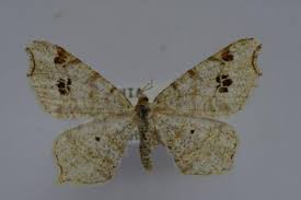 Attēlu rezultāti vaicājumam “Macaria notata”