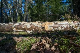 Attēlu rezultāti vaicājumam “Basidioradulum radula”