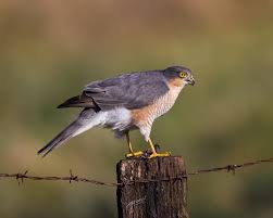 Attēlu rezultāti vaicājumam “Accipiter nisus male”