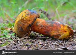 Attēlu rezultāti vaicājumam “Sutorius luridiformis”