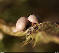 Attēlu rezultāti vaicājumam “Diderma subincarnatum spores”