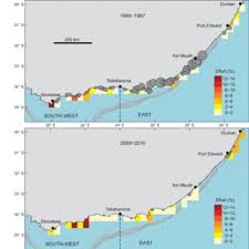Image result for Chrysoblephus cristiceps