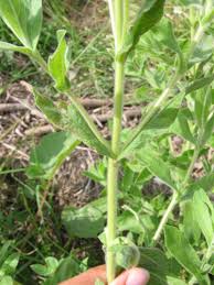Attēlu rezultāti vaicājumam “Epilobium hirsutum leaf”