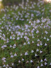 Attēlu rezultāti vaicājumam “Linnaea borealis flower”
